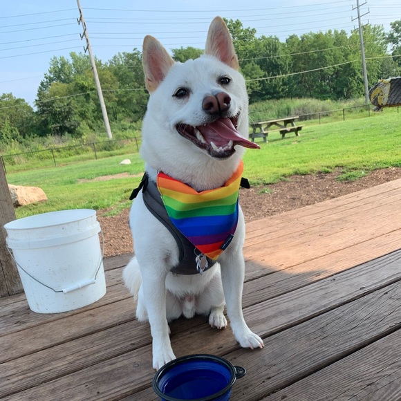 Meet your Posher, Selina - Picture 3 of 3